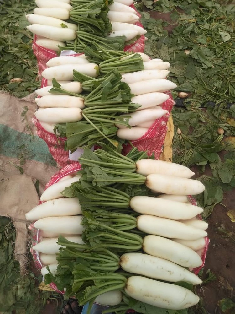 A Grade Tamil Nadu Radish, Packaging Type: Carton, Packaging Size: 20 Kg