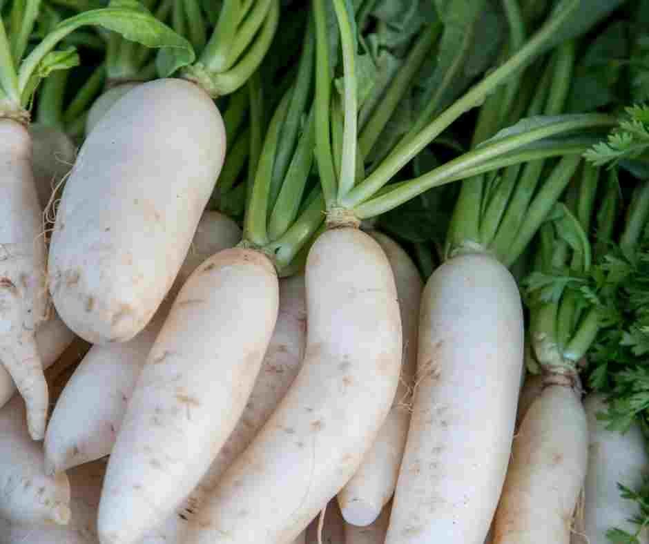 Radish