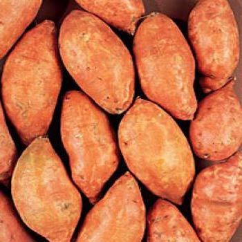 Boiled Sweet Potato
