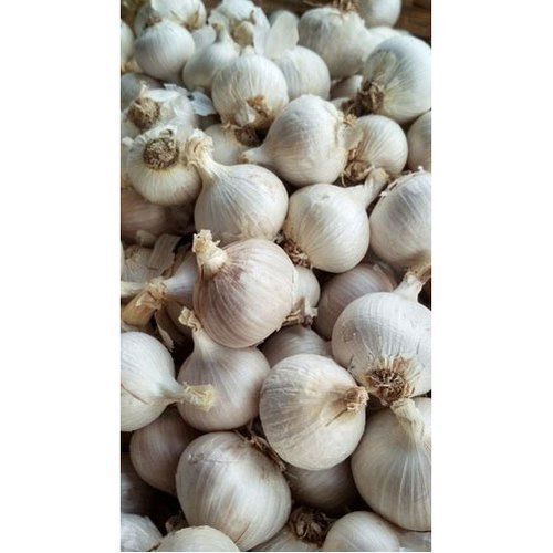 Single Clove Garlic / solo garlic/ Oru poondu/ Otha poondu, Packaging Size: 10-20 Kg