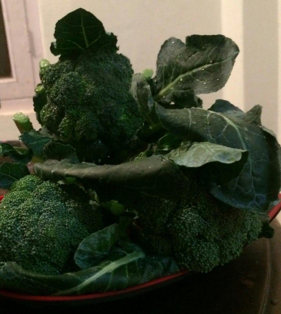 Green Fresh Broccoli, Packaging Type: Carton, Packaging Size: 20 Kg