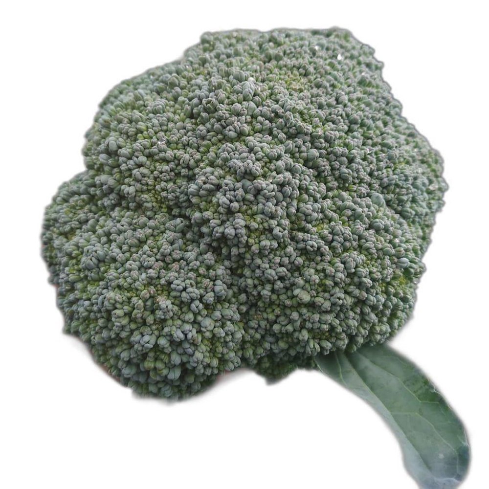 A Grade Fresh Green Broccoli, Packaging Type: Carton, Packaging Size: 10 Kg