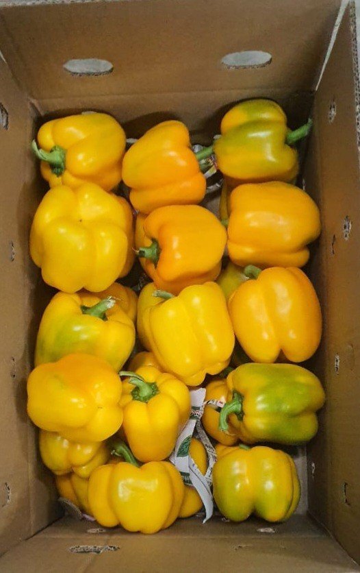 A Grade Yellow Bell Pepper Capsicum, Packaging Type: Carton, Packaging Size: 20 Kg
