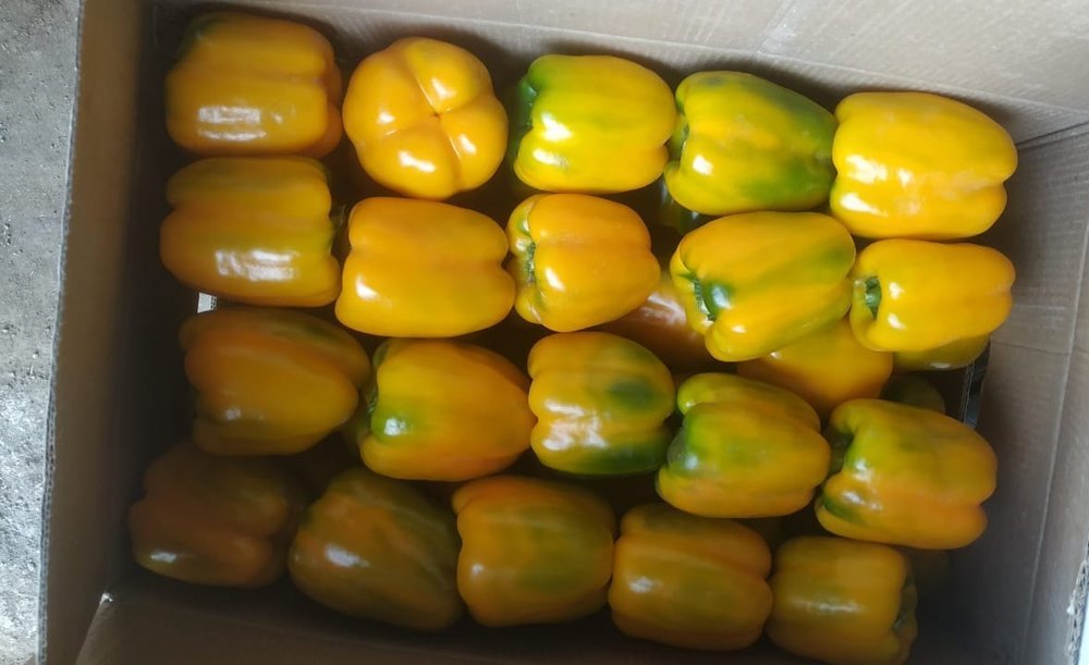 A Grade Max. 4 Inch Fresh Yellow Capsicum, For Cooking