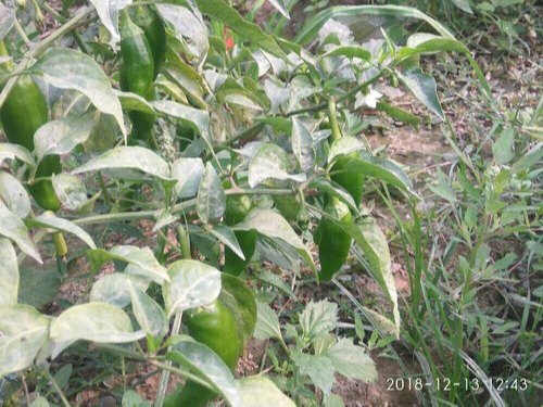 A Grade Green Fresh Jalapeno Pepper, Packaging Type: Carton, Packaging Size: 5 Kg