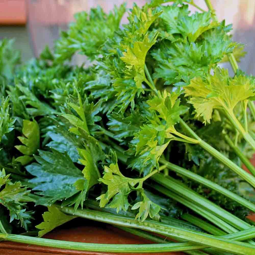 A Grade Green Celery