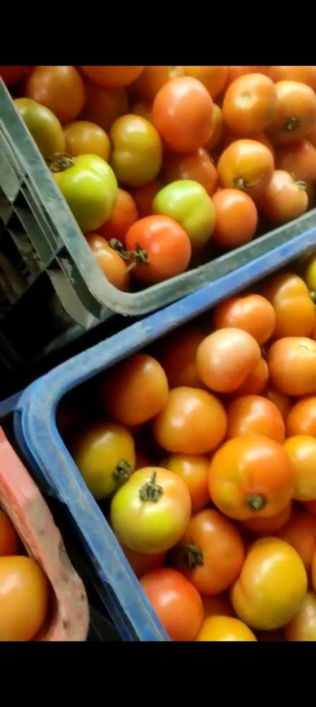 Pan India Indian Fresh Red Tomato