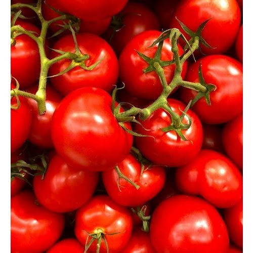 A Grade Red Cherry Tomato, Packaging Type: Net Bag, Packaging Size: 5 Kg
