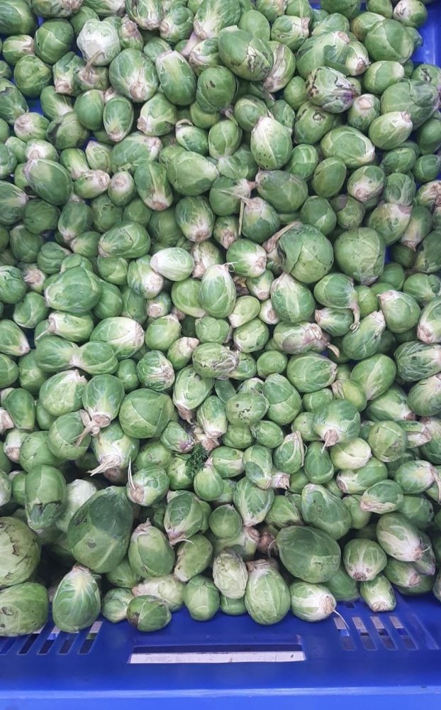 A Grade Green Fresh Brussels Sprout, Packaging Type: Loose