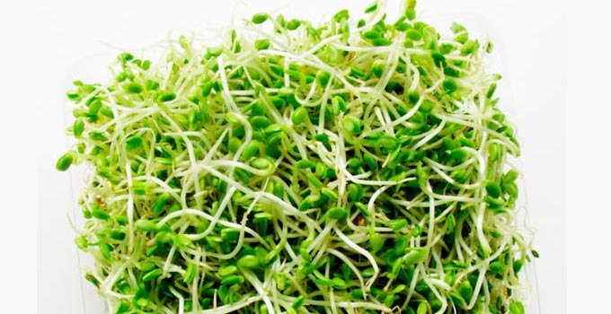 A Grade Green Fresh Alfalfa Sprouts, Packaging Type: Plastic Bag, Packaging Size: 1 KG