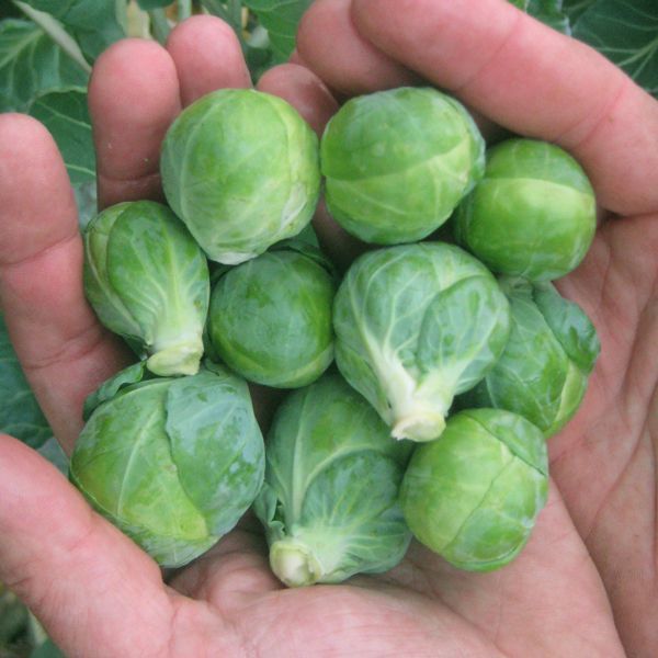 Organic Brussel