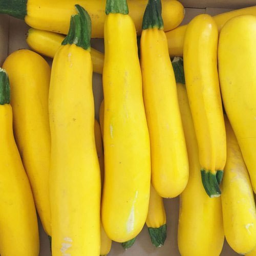 A Grade Yellow Zucchini, Packaging Size: 5 Kg