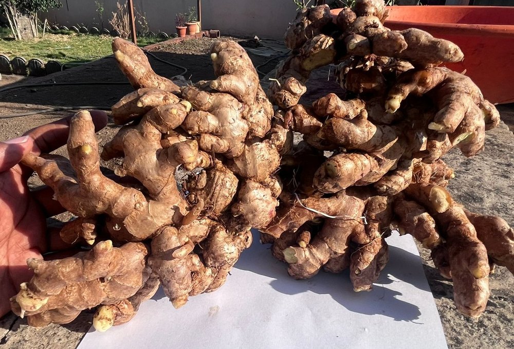 Fresh Ginger