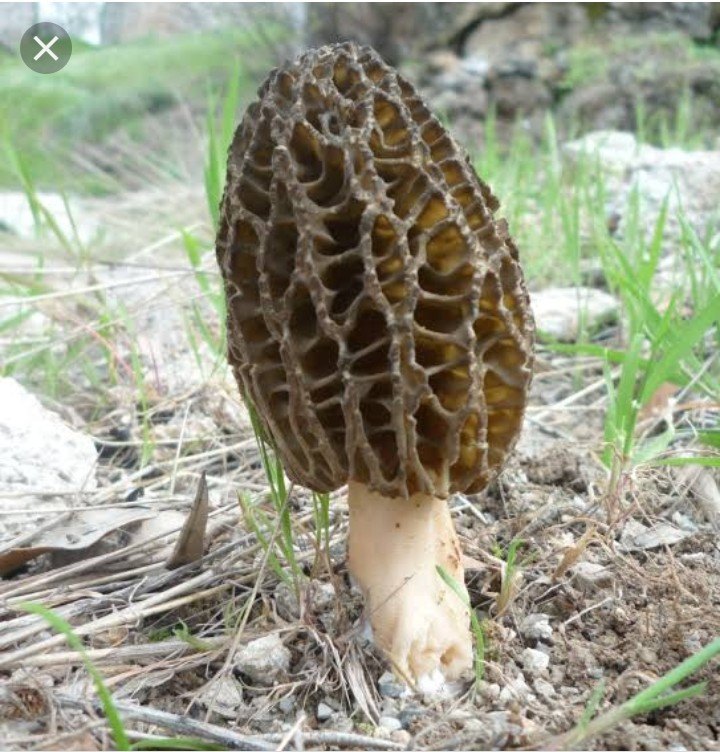 KASHMIR A Grade Morchella Mushroom Morels, Packaging Type: Plastic Bag, Packaging Size: 500G