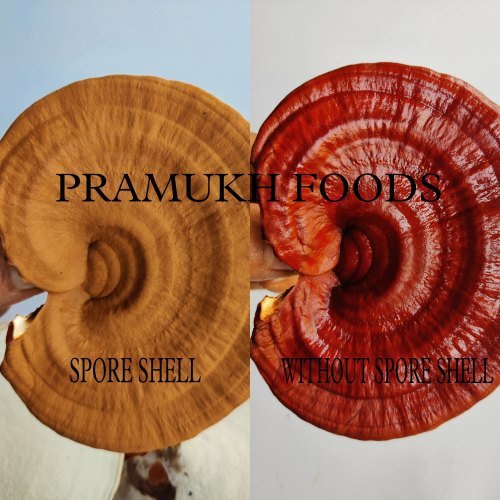 A Grade Red Dried Ganoderma Lucidum Mushroom Spore Shell, Carton