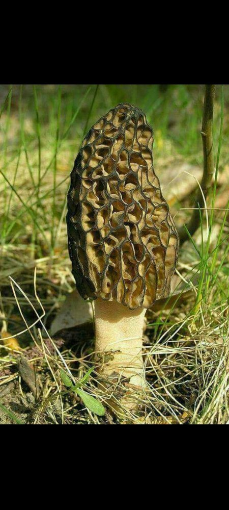 A Grade Dried Mushroom Morals, Plastic Bag