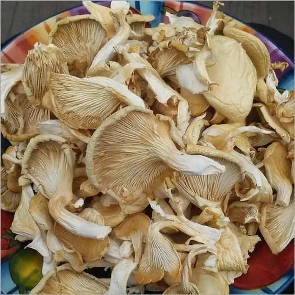 Dry Oyster Mushroom, 10% Per 100 G, Packaging Type: Loose