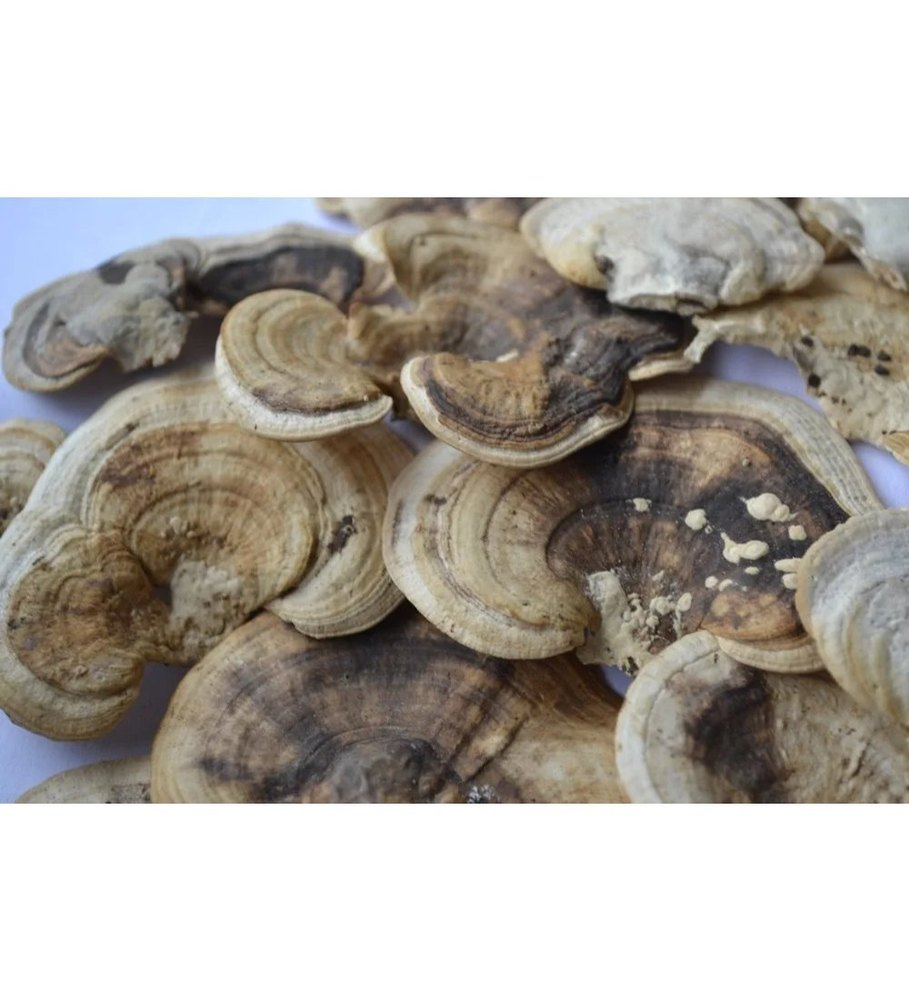 A Grade Dry Mushroom Turkey Tail Musrhoom Dried (1 Kg), Loose, Packaging Size: 5 Kg