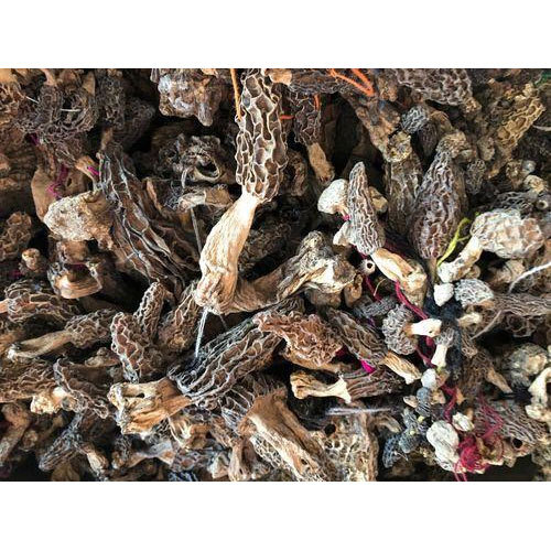 Morel Mushroom