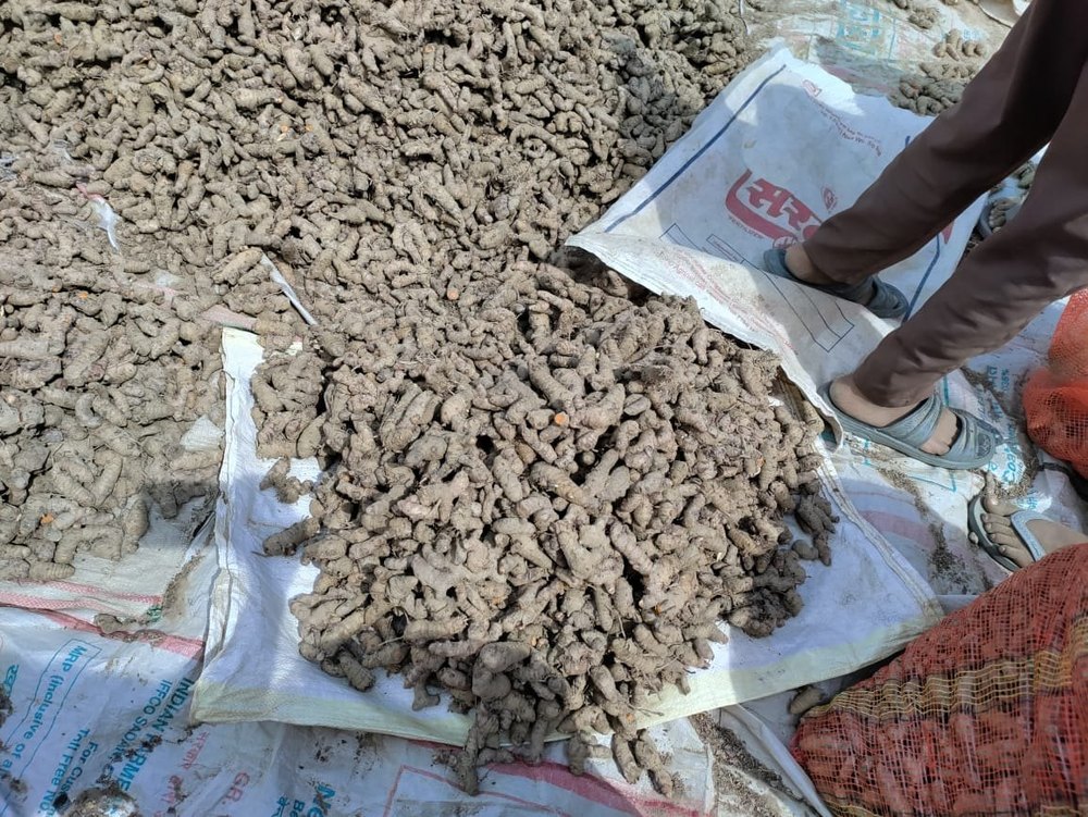 A Grade Dried Pipli, PP Bag