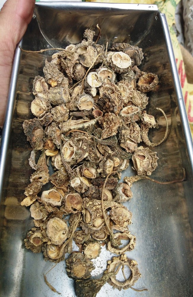 Dried Bitter Gourd Dry(sunlight) Karela Dry, PP Bag, Packaging Size: 5 Kg