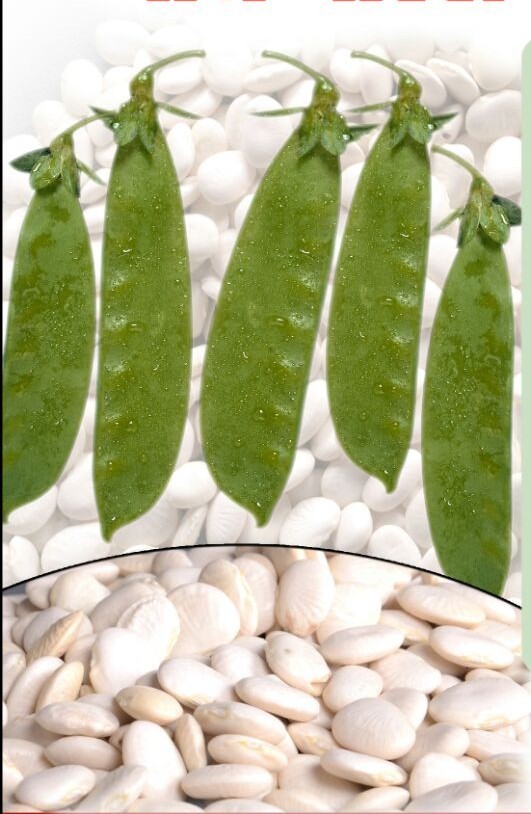 Lima Beans - Vaal