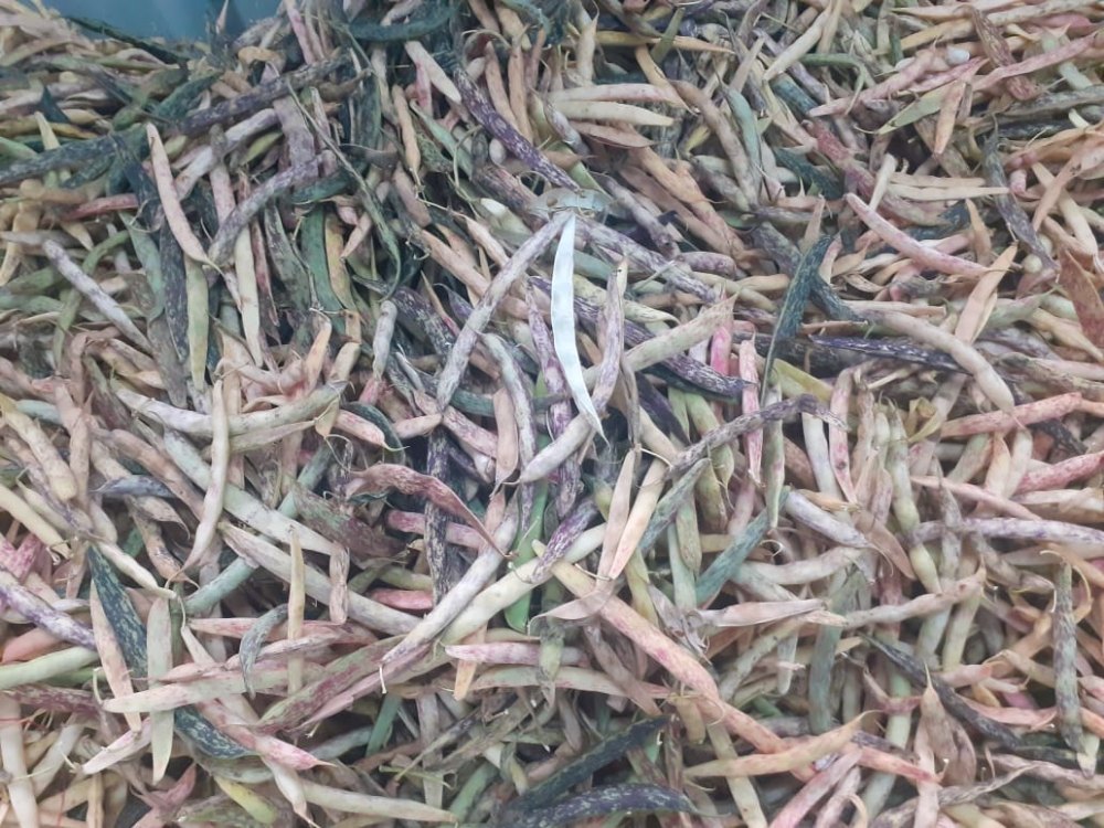 Butter Beans, A Grade, Packaging Size: 50 Kg