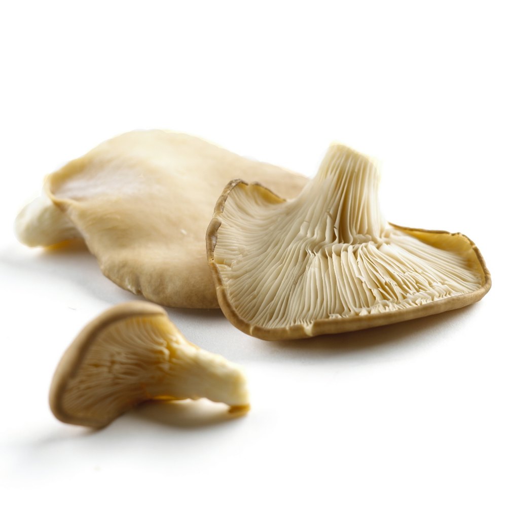 Dehydrate Mushroom