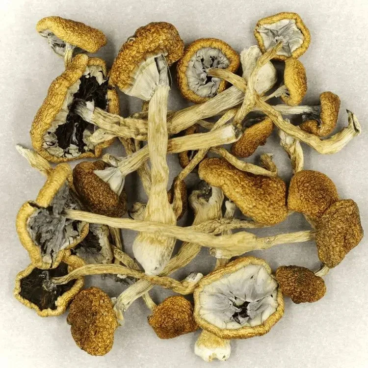 Psilocybin Mushroom