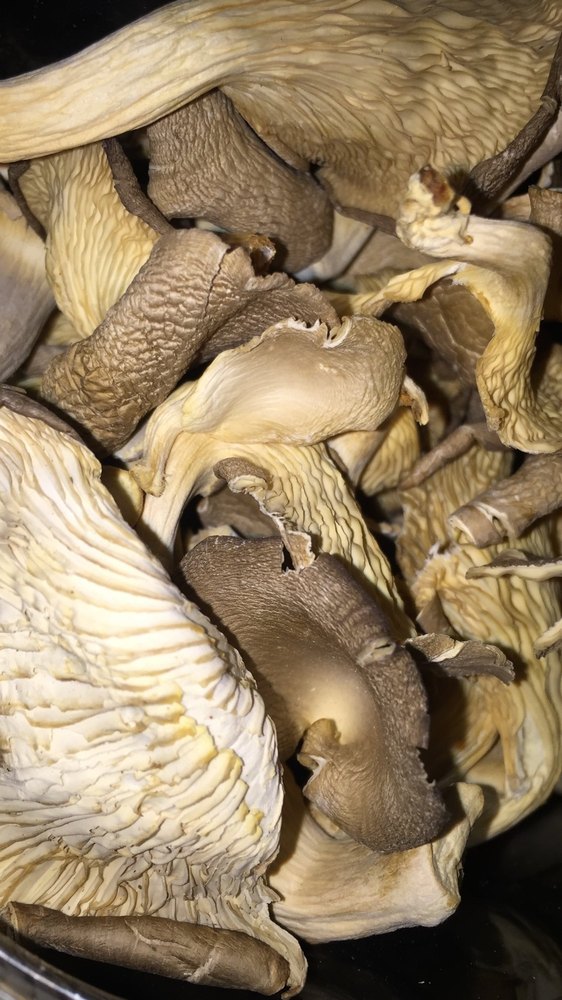 Dehydrated Oyster Sajor Caju Mushroom, Packaging Type: PP BAG