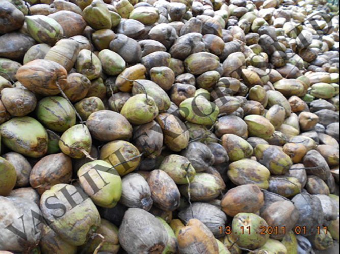 Fresh Coconuts