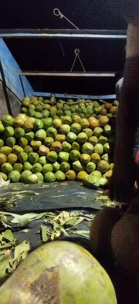 A Grade Solid Green Young Coconut, Packaging Size: Truck loading, Coconut Size: Large