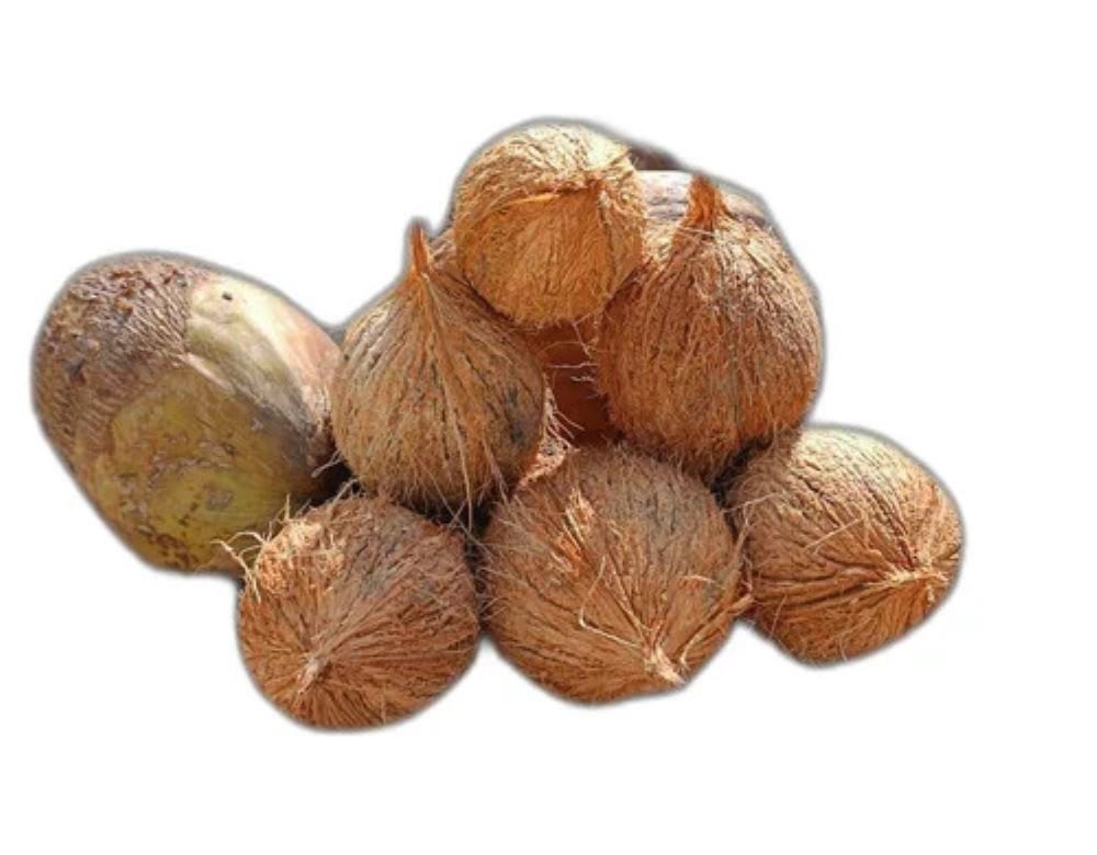 A Grade Semi Husked Dry Raw Coconut, Coconut Size: Medium