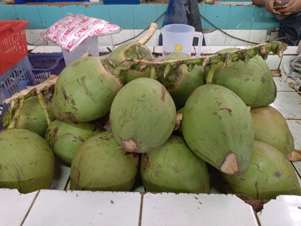 A Grade Solid Green Raw Coconut, Coconut Size: Large