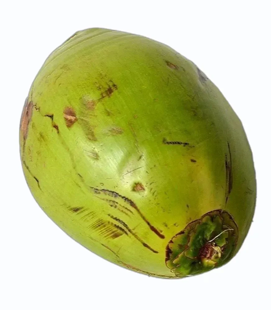 B Grade Solid Green Raw Coconut, Coconut Size: Medium