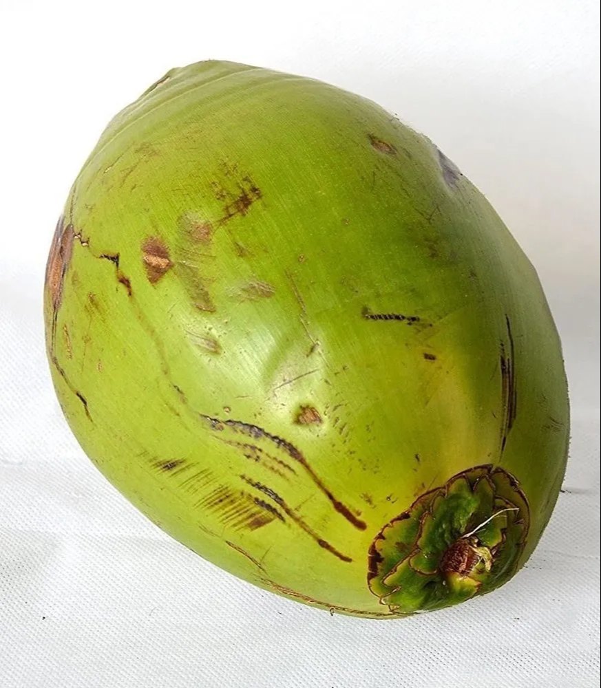 Solid Whole Raw Green Coconut, Coconut Size: Large