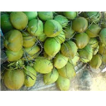 A Grade Solid Green Tender Coconut, Coconut Size: Medium