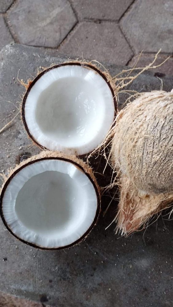 A Grade Solid Coconut, Packaging Size: 50 Kg
