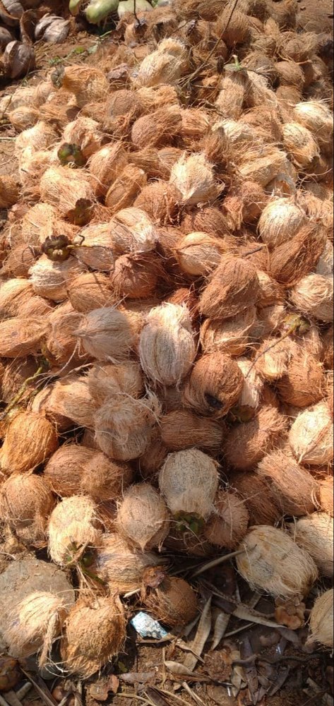 B Grade Solid Brown Whole Raw Coconut