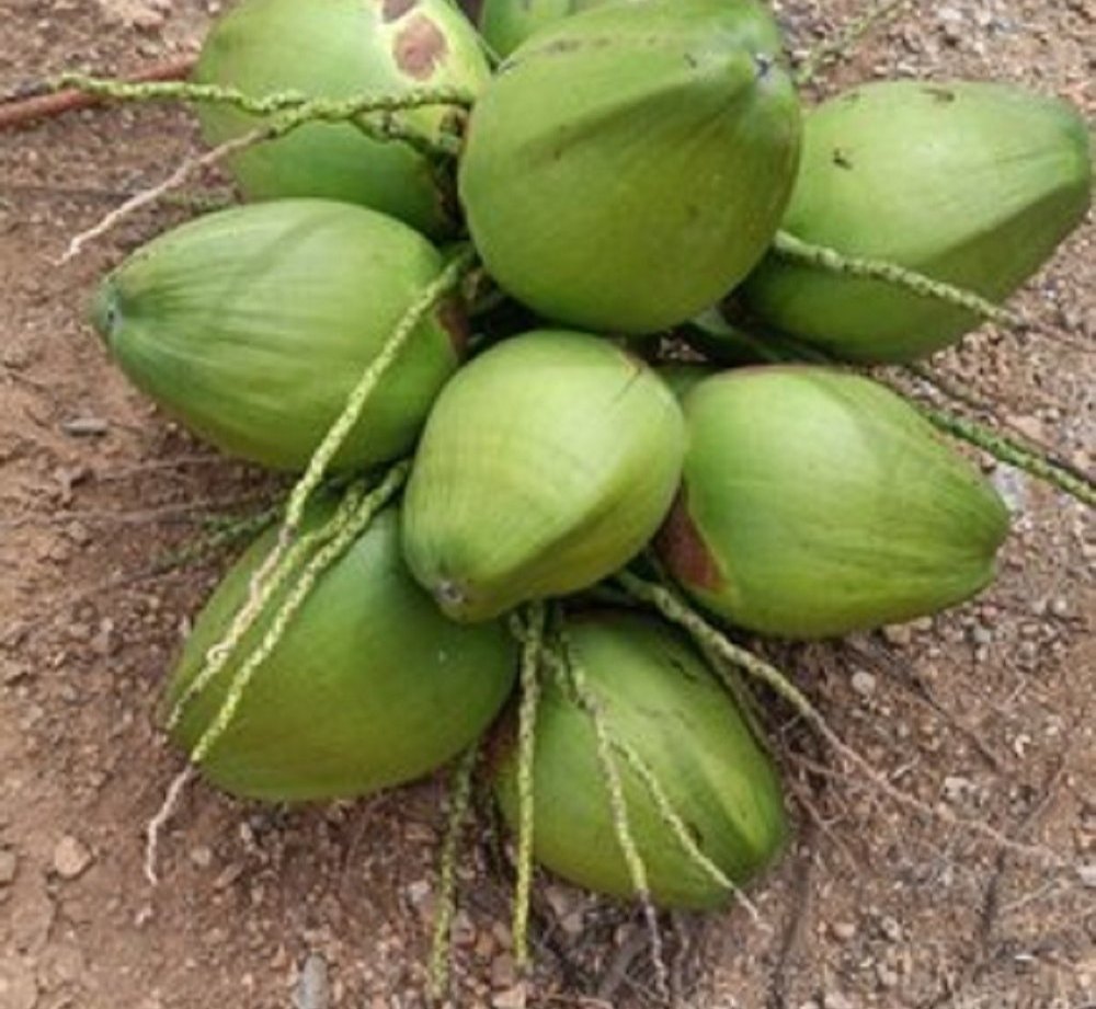 A Grade Pollachi Fresh Green Raw Coconut, Coconut Size: Small