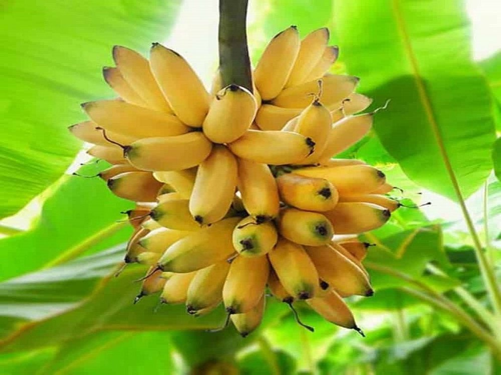 A Grade Fresh Yellow Banana