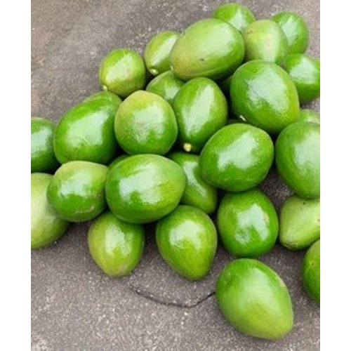 A Grade Indian Avocado