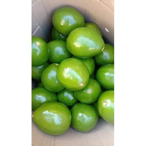 A Grade Fresh Organic Avocado, Packaging Size: 5 Kg