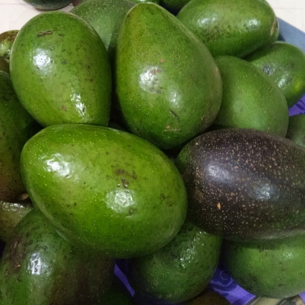 Green Avocado, Packaging Size: 25 Kg