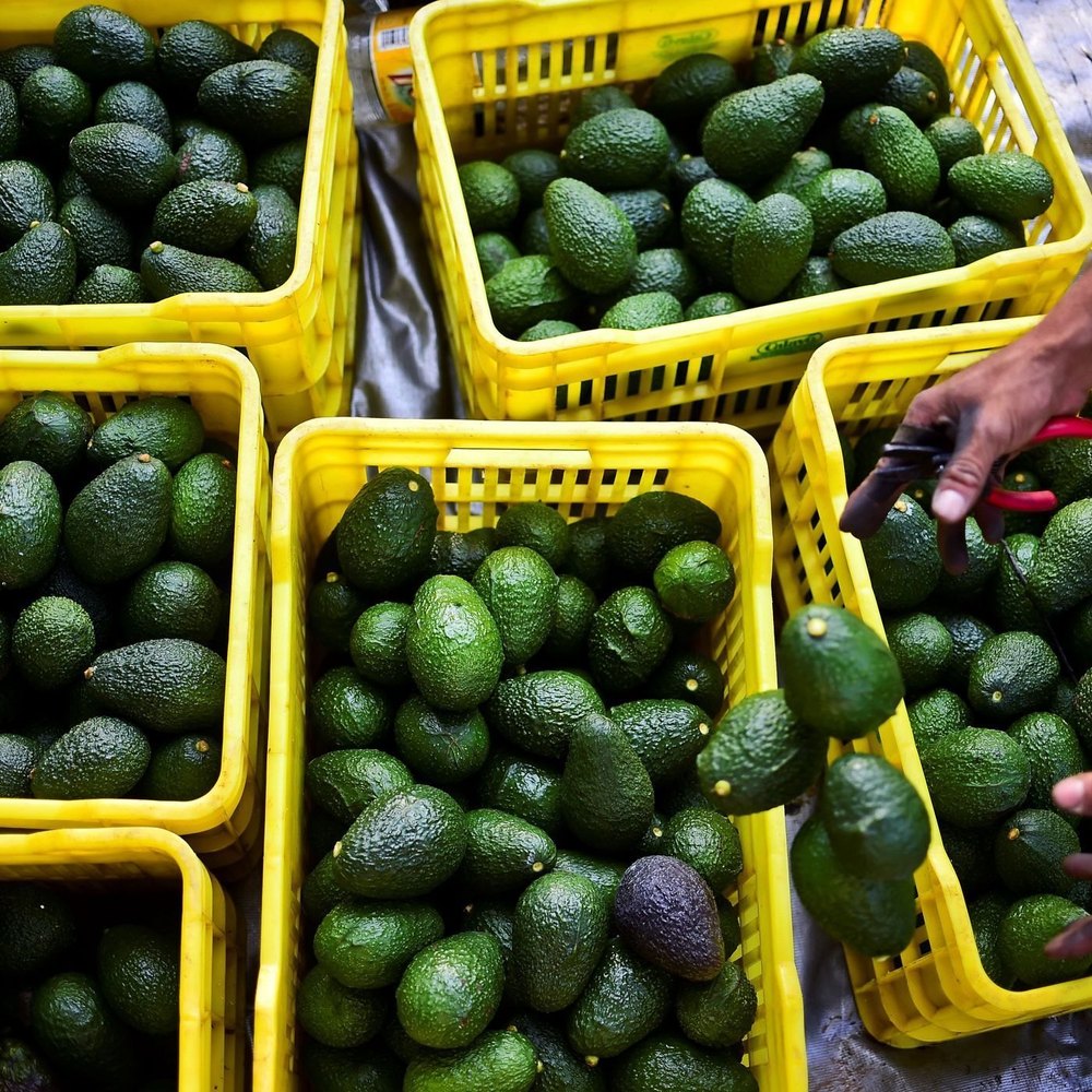 Avocado A Grade AVACADO (BUTTER FRUIT), Packaging Size: 5 Kg