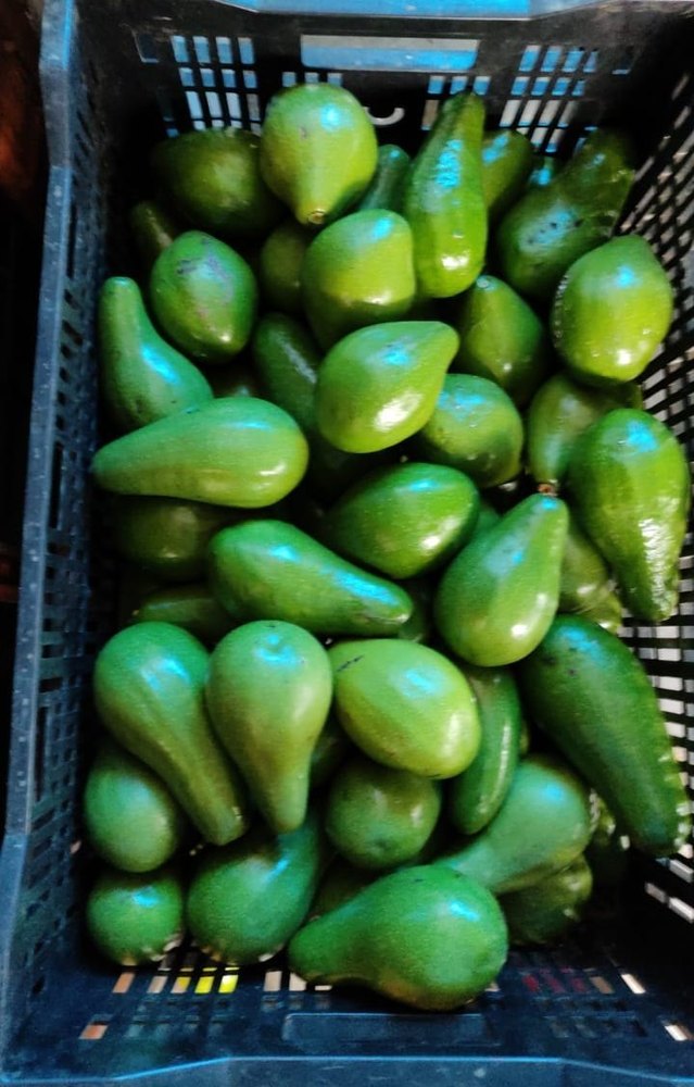 A Grade Fresh Avocado