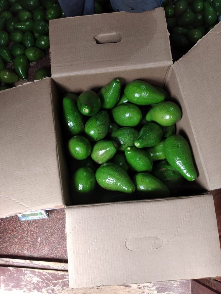 A Grade Avocado Fruits, Packaging Size: 25 kg