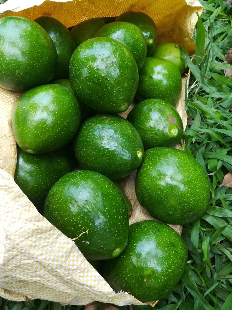 Fresh Avocado, Packaging Size: 25 Kg
