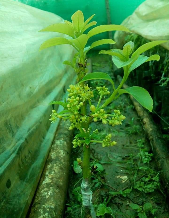 Avocado A Grade Avakado