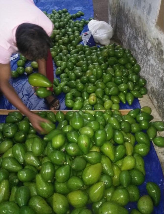A Grade kodai Avocado, Packaging Size: 20 Kg